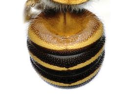   Epanthidium tigrinum  male abdomen, photo: C. Ritner 
